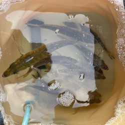 アジは大漁でした