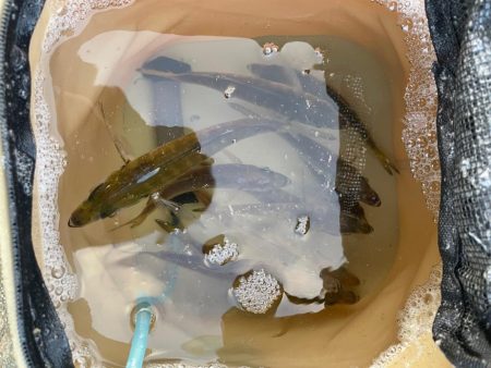 アジは大漁でした