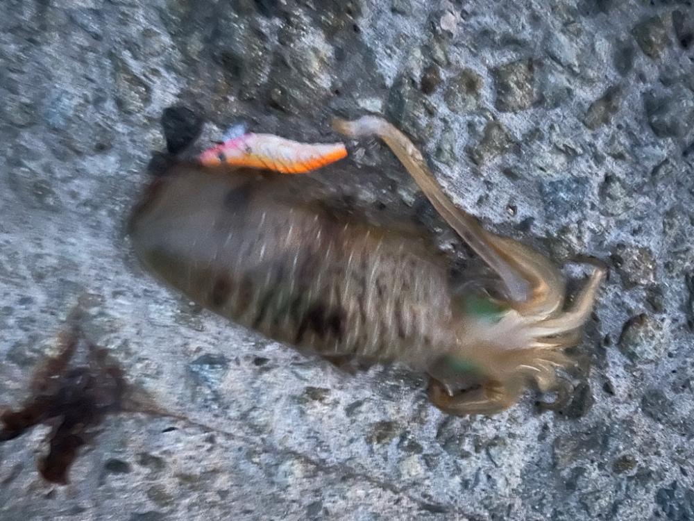 島エギング