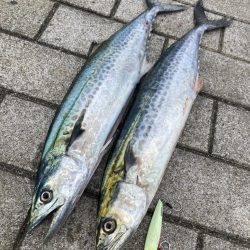 湾奥青牙マルチ。51cm＆50cm。。