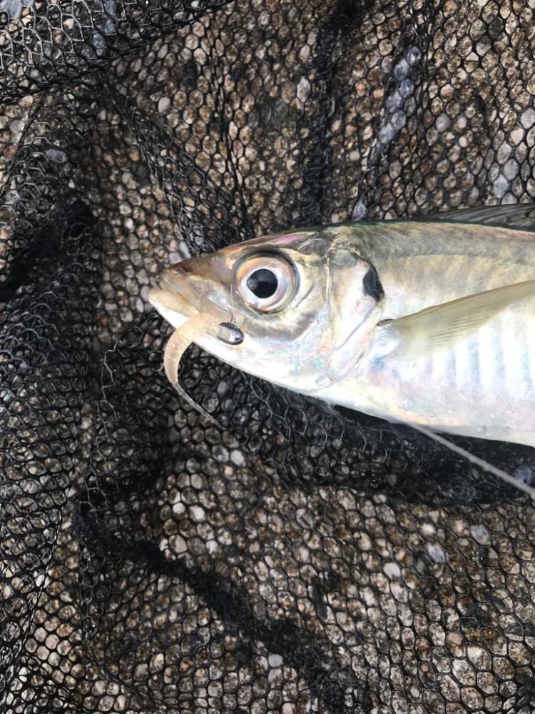 朝マズメ終わりに….