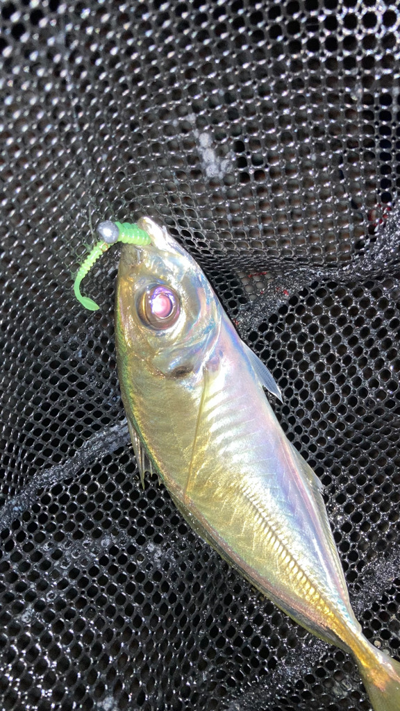 淡路アジング３日目