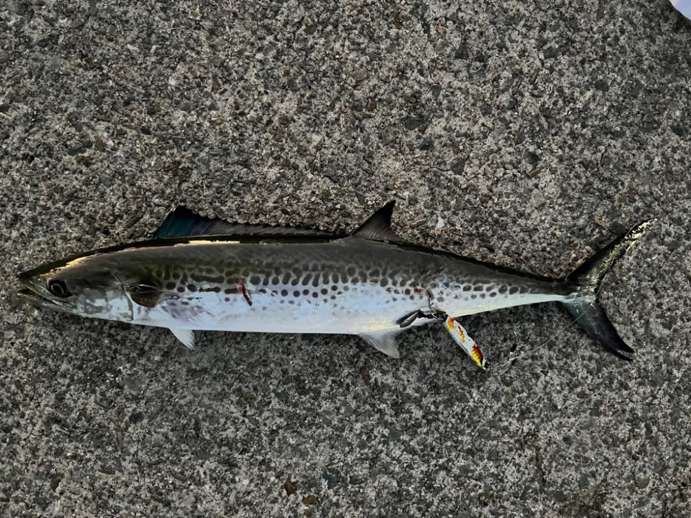 ショアジギング