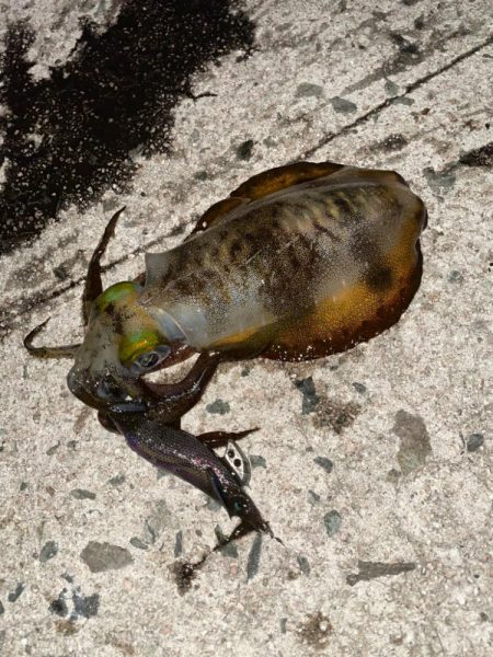 曇りのち、強風のち、雨。