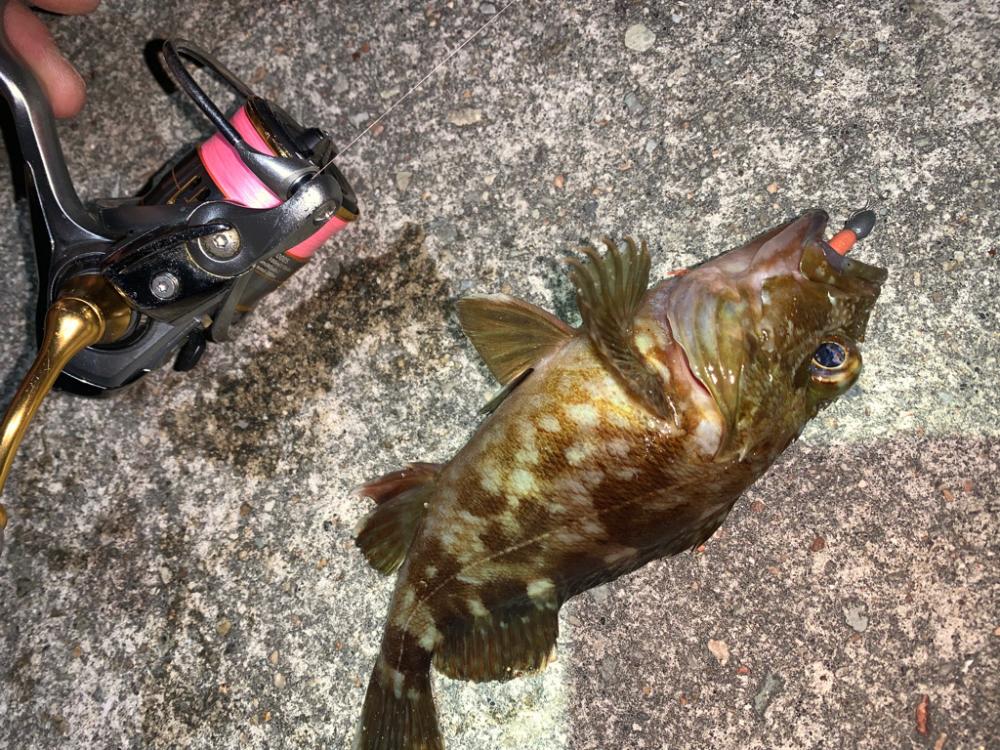 ガッシー④