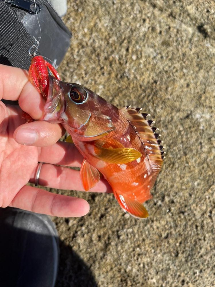 尾鷲まったり釣行