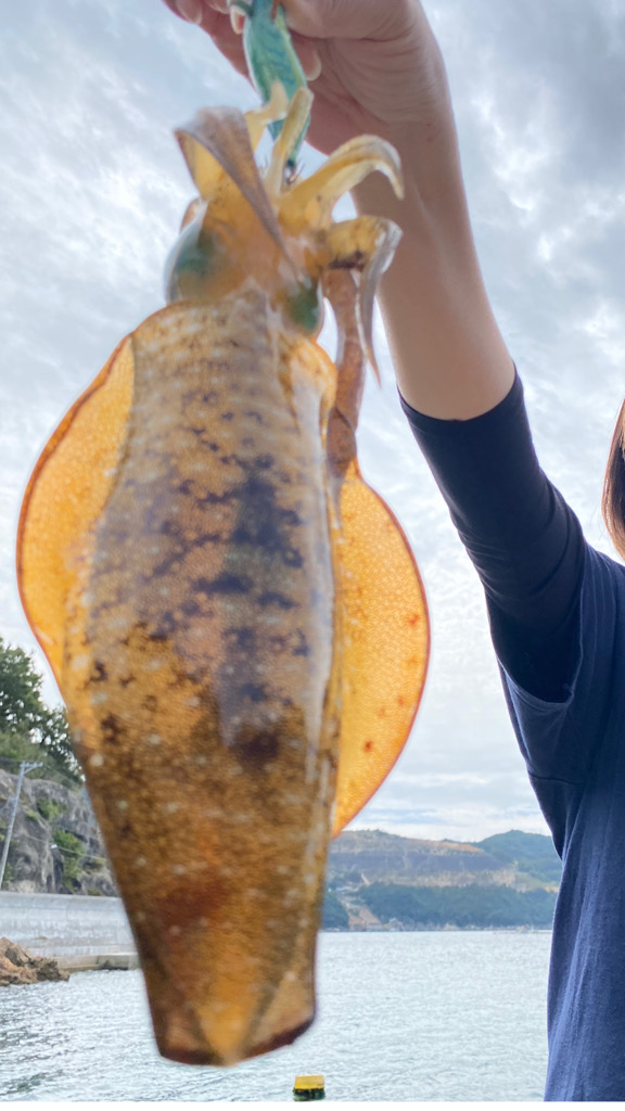 大分初エギング数釣り