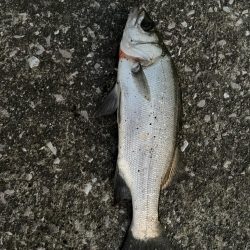 フカセでヒラスズキ