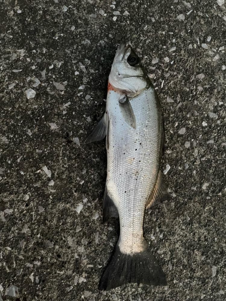 フカセでヒラスズキ