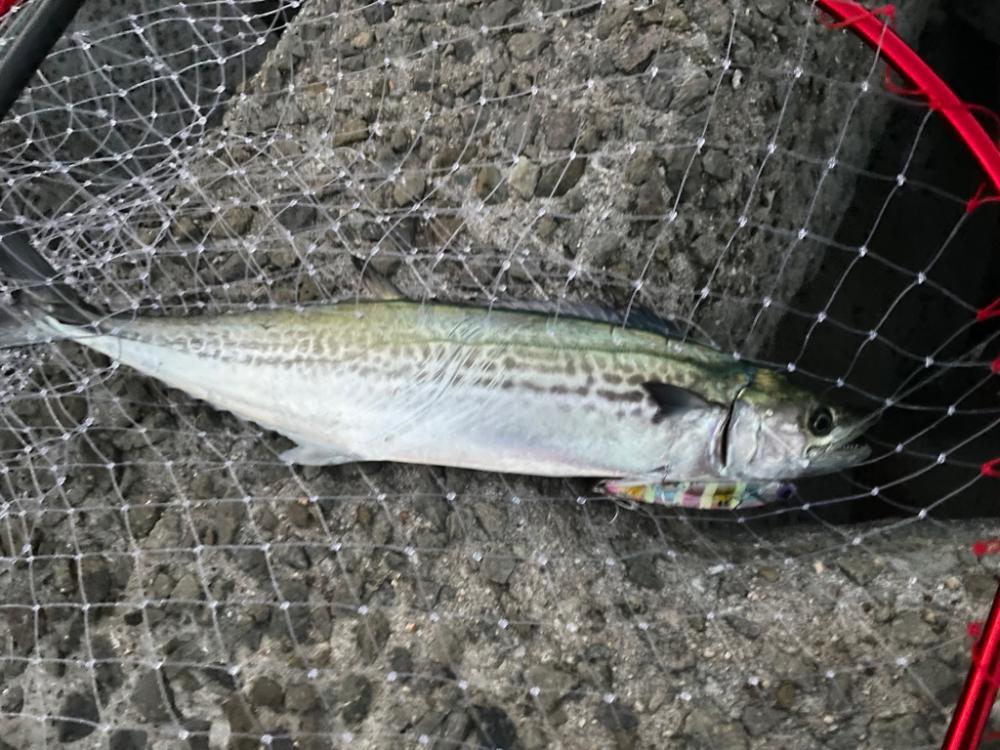 キャンディグローストライプ