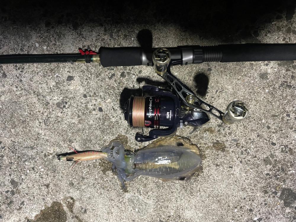 淡路島　エギング