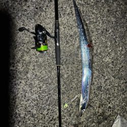 タチウオ1匹　青物不発