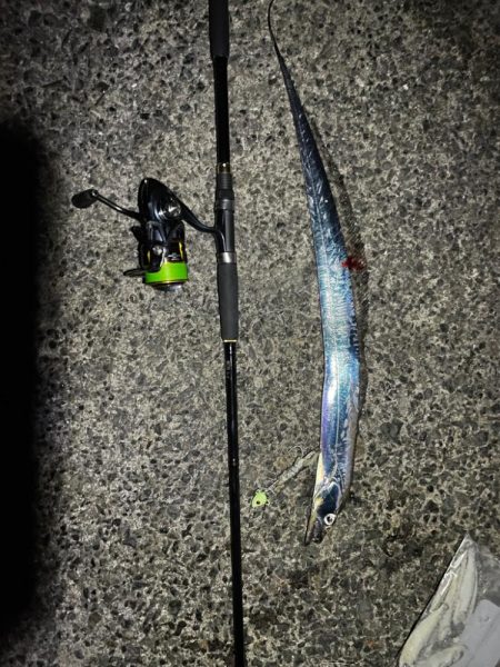 タチウオ1匹　青物不発