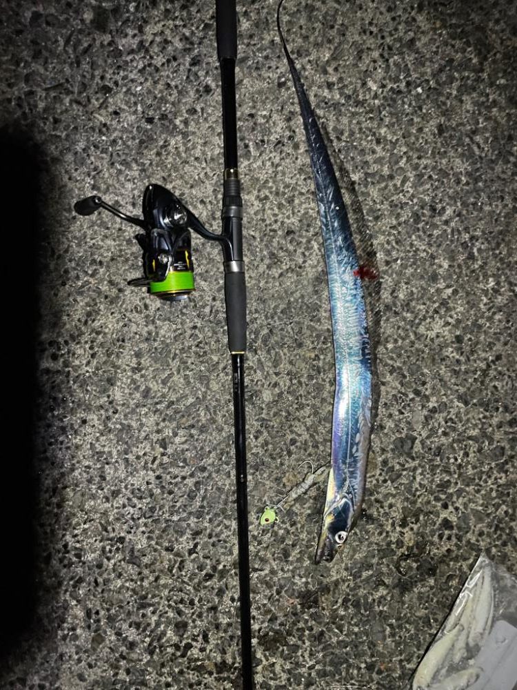 タチウオ1匹　青物不発