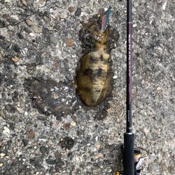 秋イカは小心者⁈