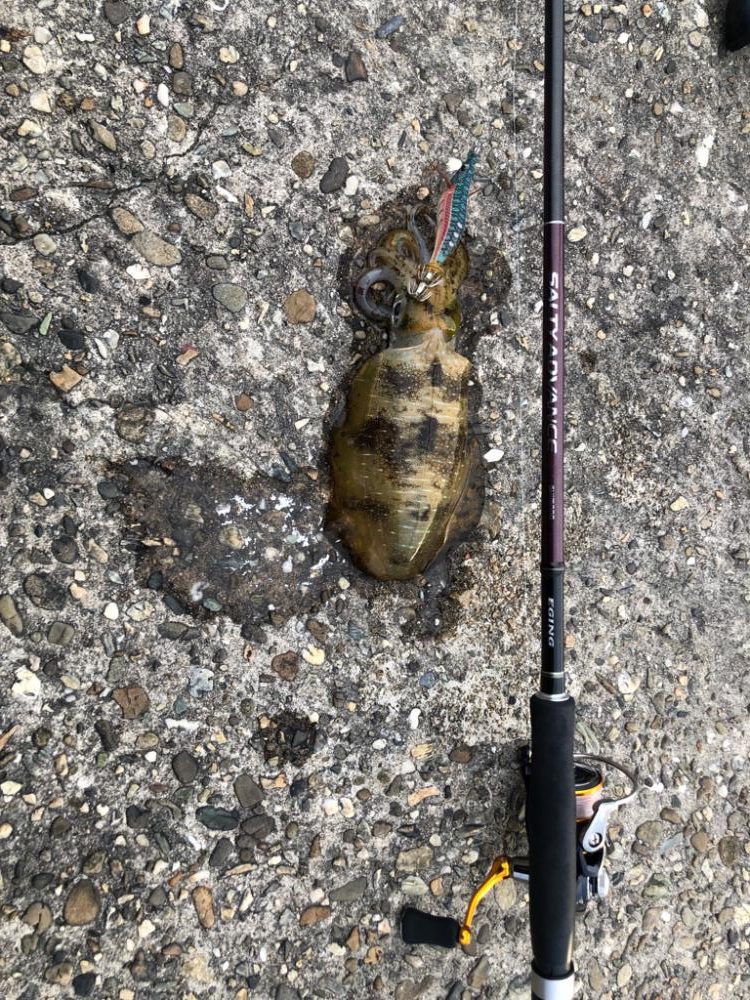 秋イカは小心者⁈