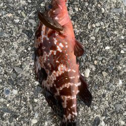 港でライトゲーム