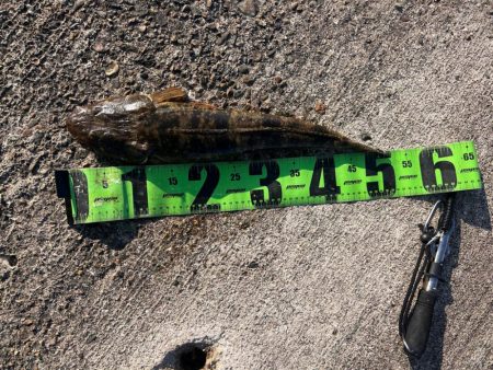 テンヤ後ノマセ釣り