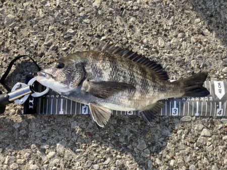 釣食浪漫 ～サビキに大物！！～