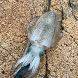 初めての沖磯｜イカの活性は低く青物の回遊も…