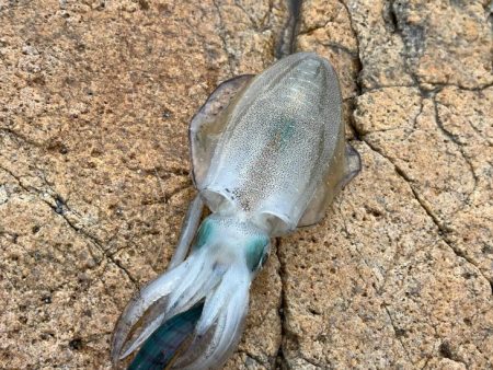 初めての沖磯｜イカの活性は低く青物の回遊も…