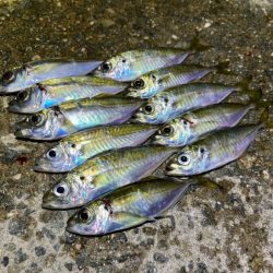 姫路離島で極豆アジング｜物足りない・・・