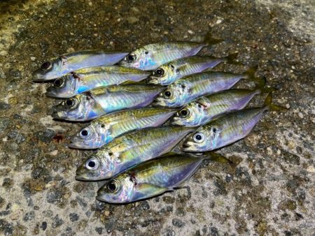 姫路離島で極豆アジング｜物足りない・・・