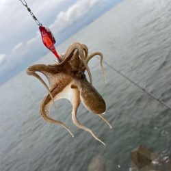 姫路イイダコ調査！今年こそアタリ年！？