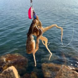 退屈しない程度に釣れて良い感じ♪