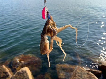 退屈しない程度に釣れて良い感じ♪