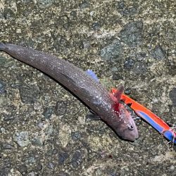 姫路青物調査！エソ祭り！！