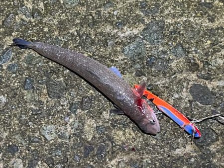 姫路青物調査！エソ祭り！！