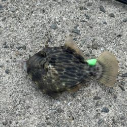 初めてのカワハギ釣り｜何とか釣れたけど根掛かり酷い