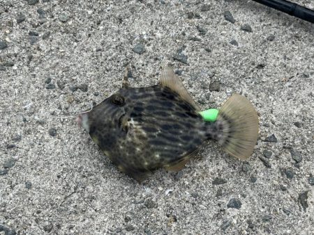 初めてのカワハギ釣り｜何とか釣れたけど根掛かり酷い