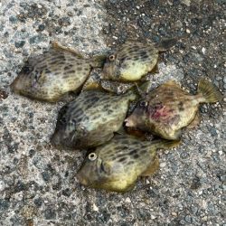 姫路離島でカワハギ釣り｜外道連発しながらボチボチ釣れました！