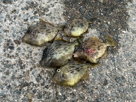 姫路離島でカワハギ釣り｜外道連発しながらボ…