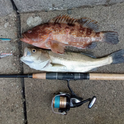 プチsalt water game