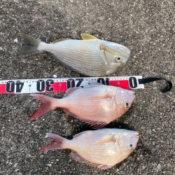 久礼新港外向き