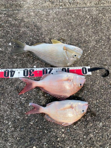 久礼新港外向き