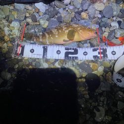 40cmオーバーを探して。。。