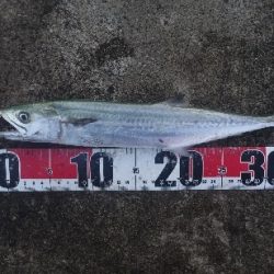 神無月のはじまりは青箭魚（さごし）から始まる