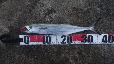 神無月のはじまりは青箭魚（さごし）から始ま…
