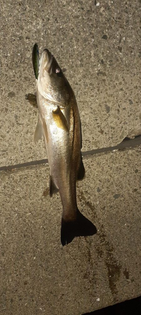 西宮周辺　シーバス