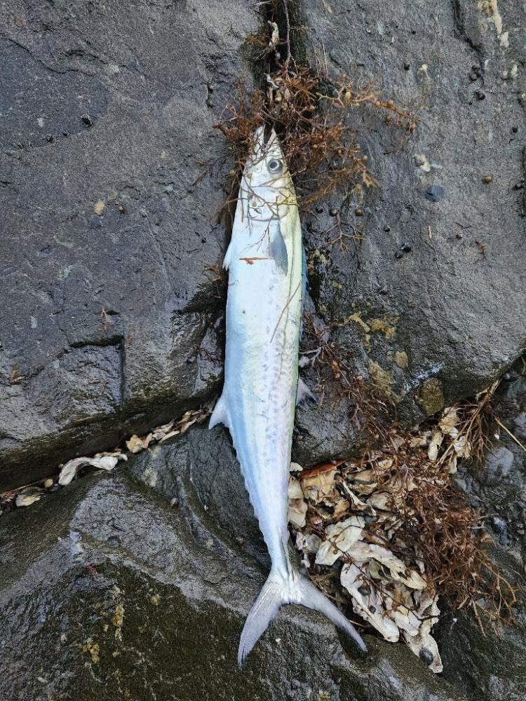 久しぶりのヤツに出会えました