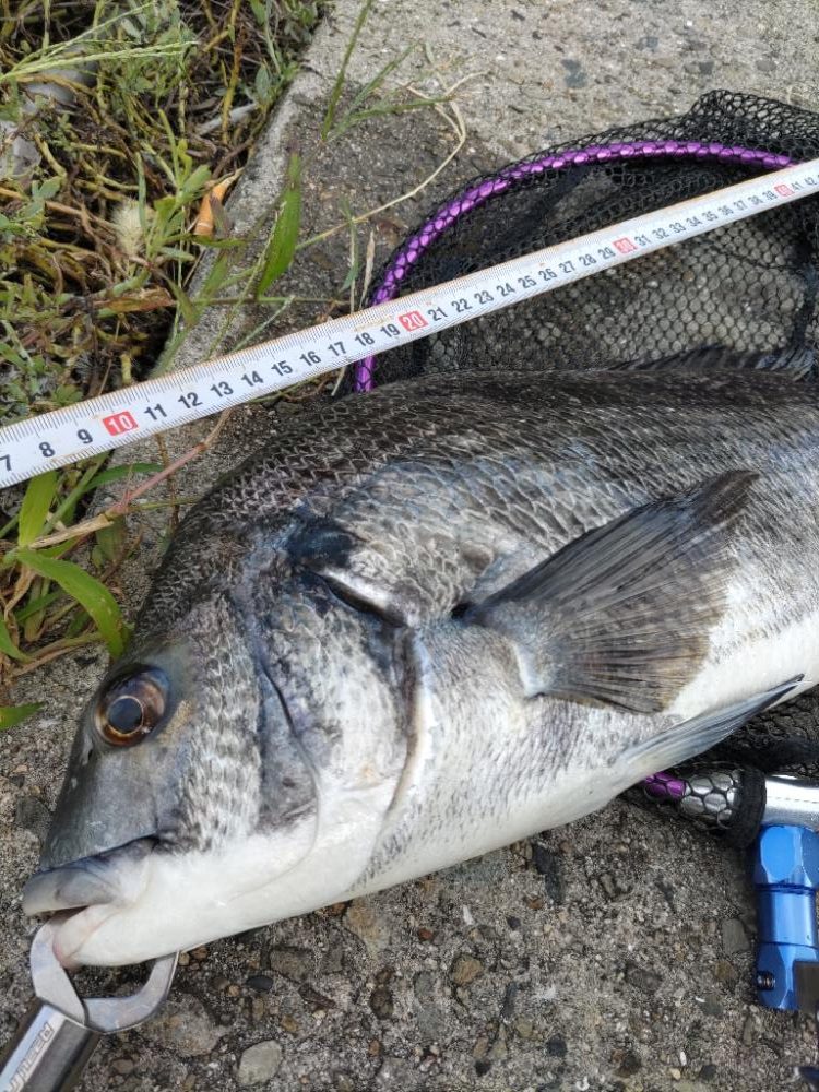 チニング（デイ強風編）