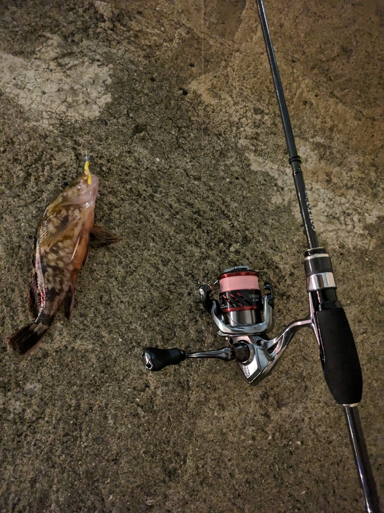 アジ早く大きくならないかな？