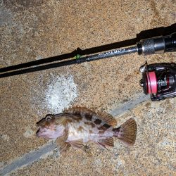 だめだめでした。