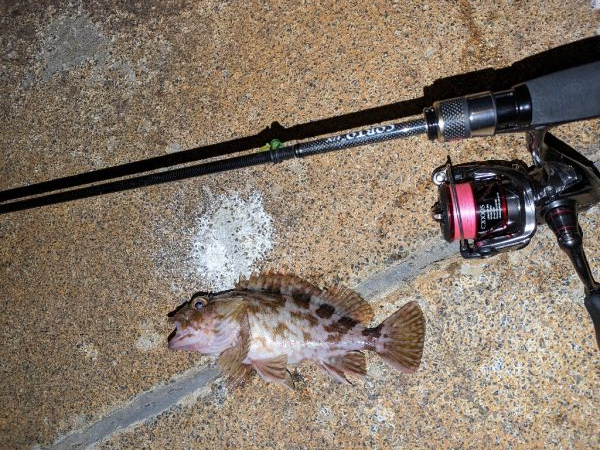 だめだめでした。