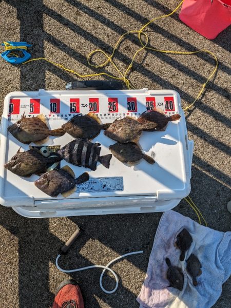 カワハギ釣りにはまりました。