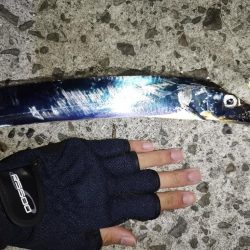 やっと太刀魚！！